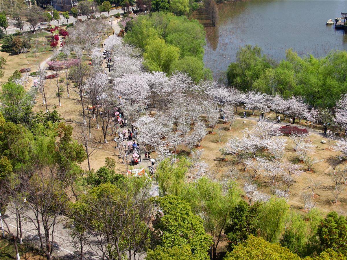 武科大樱花节。武科大供图